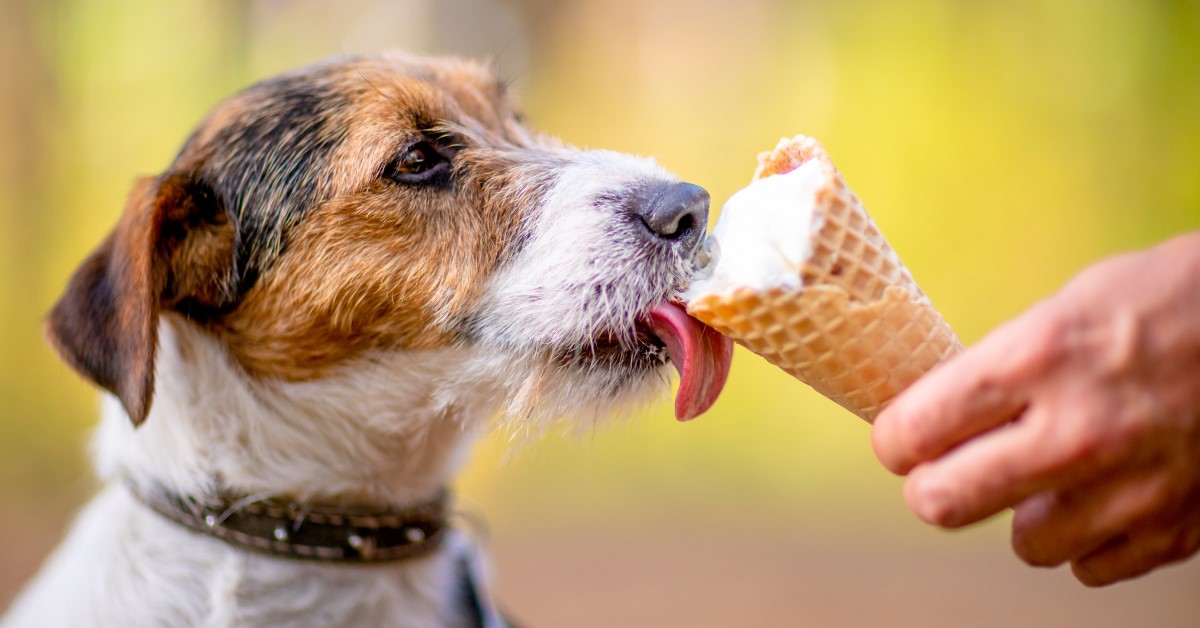 Healthy & Homemade Ice Cream for Dogs